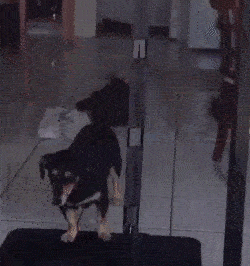 ezgif.com-optimize (8)